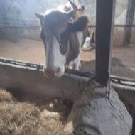 گاو سیمیتال قرمز