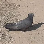 کبوتر زاغ آبادانی پرشی اصل نر