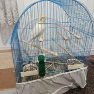 دو عدد عروس هلندی ماده سالم