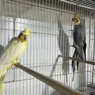 عروس هلندی خاکستری و لوتینو جفت