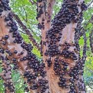 نهال های کوچک جابوتیکابای قرمز نایاب