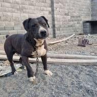 سگ پیت بول اصیل با هوش زرنگ و ارام