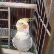 عروس هلندی نروماده وتک بالغ