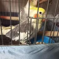 عروس هلندی نر جفت نخورده