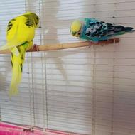 چند عدد مرغ عشق