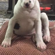 واگذاری توله پیتبول