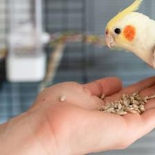 خرید عروس هلندی تربیت شده