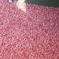 گندم پیشگام و اذر2 بذری. جو سرارود