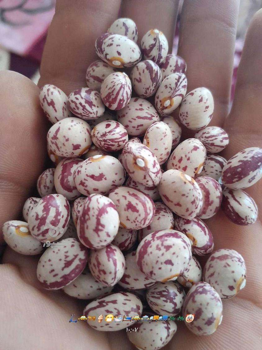 لوبیا چیتی تازه درجه یک