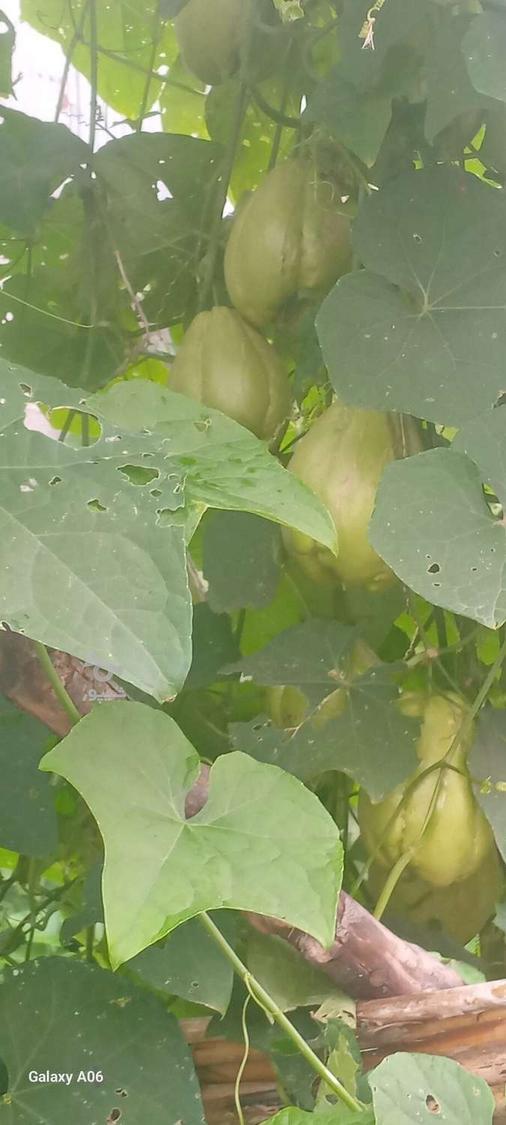 فروش میوه چایوت