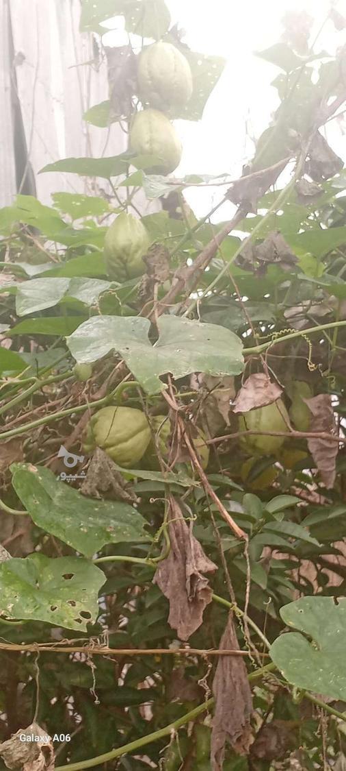 فروش میوه چایوت