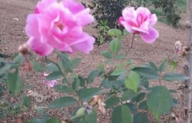 زمین در ریکنده