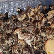 جوجه های اردک روسی بوقلمون برنز‌هفت ،پازده، غاز