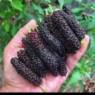 نهال پیوندی گردو توت و نهال خودرو گیلاس آلبالو توت