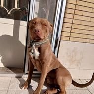 واگذاری سگ پیت بول