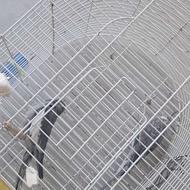 فروش پرنده خانگی با بهترین کیفیت