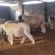 گوسفند پاکستانی