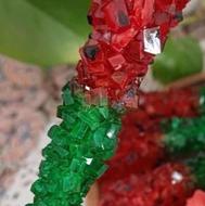 نبات یلدایی