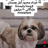 گمشده در مازندران