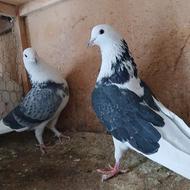 کبوتر پرشی تضمینی