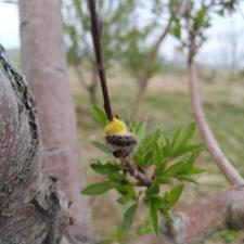 فروش زمین باغی