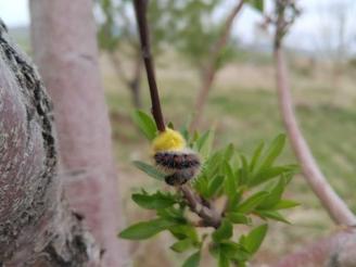 فروش زمین باغی