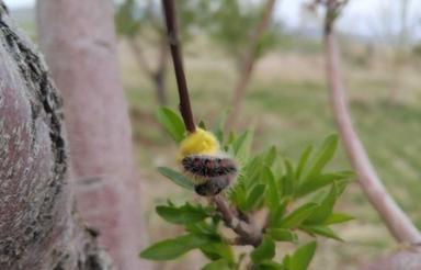 فروش زمین باغی