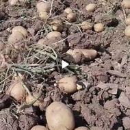 سیب زمینی بامبا درجه یک