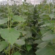 آماده همکاری مسلط به گلخانه