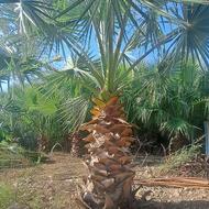 پالم واشنگتن تنه آناناسی