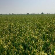 طارم هاشمی پرمحصول کشت 2