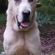 واگذاری سگ ماده سرابی اصیل نگهبان دوساله