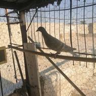 خطی ماده جوان