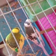 یک جفت مرغ عشق مولد به همراه 6 تا تخم