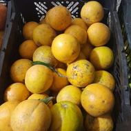 لیمو شیرین پرتقال محلی و پرتقال تامسون