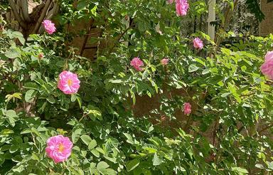 پ350 متری گوهردشت فاز 2 بهداری