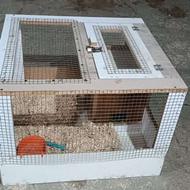 قفس و جفت کن پرنده