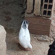 معاوضه یا فروش