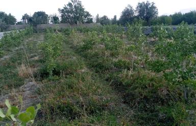 زمین سند شش دانگ مسکونی 855 متر