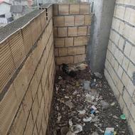 خروس فرانسوی