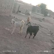 گوسفند معامله‌با‌موتور‌هرکس‌معامله‌میزنه‌زنگ‌بزنه