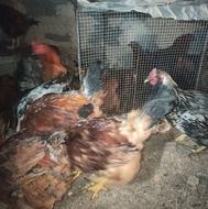 مرغ خروس جوان