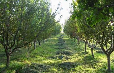 فروش باغ/دارای کنتور برق/به صورت اقساطی