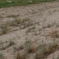 زمین 1300 متری مشهد