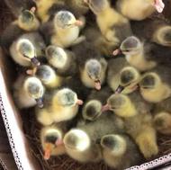 تولید جوجه غاز یک الی 5روزه تا یه هفته