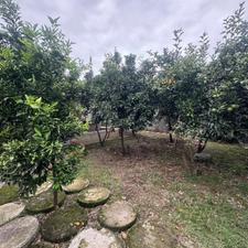 ویلاباغ 350 متری با این قیمت عالی مگه میشه