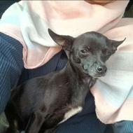 سگ شیواوا نر واگذار