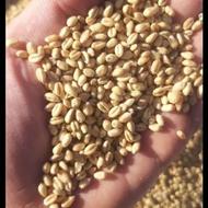 گندم پیشگام