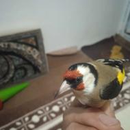 سهره فروشی نر