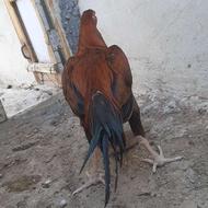 خروس 11 ماهه چابهاری